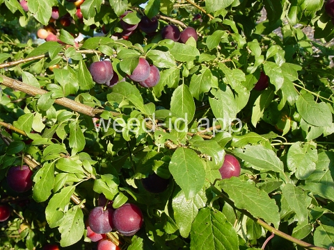plum, cherry